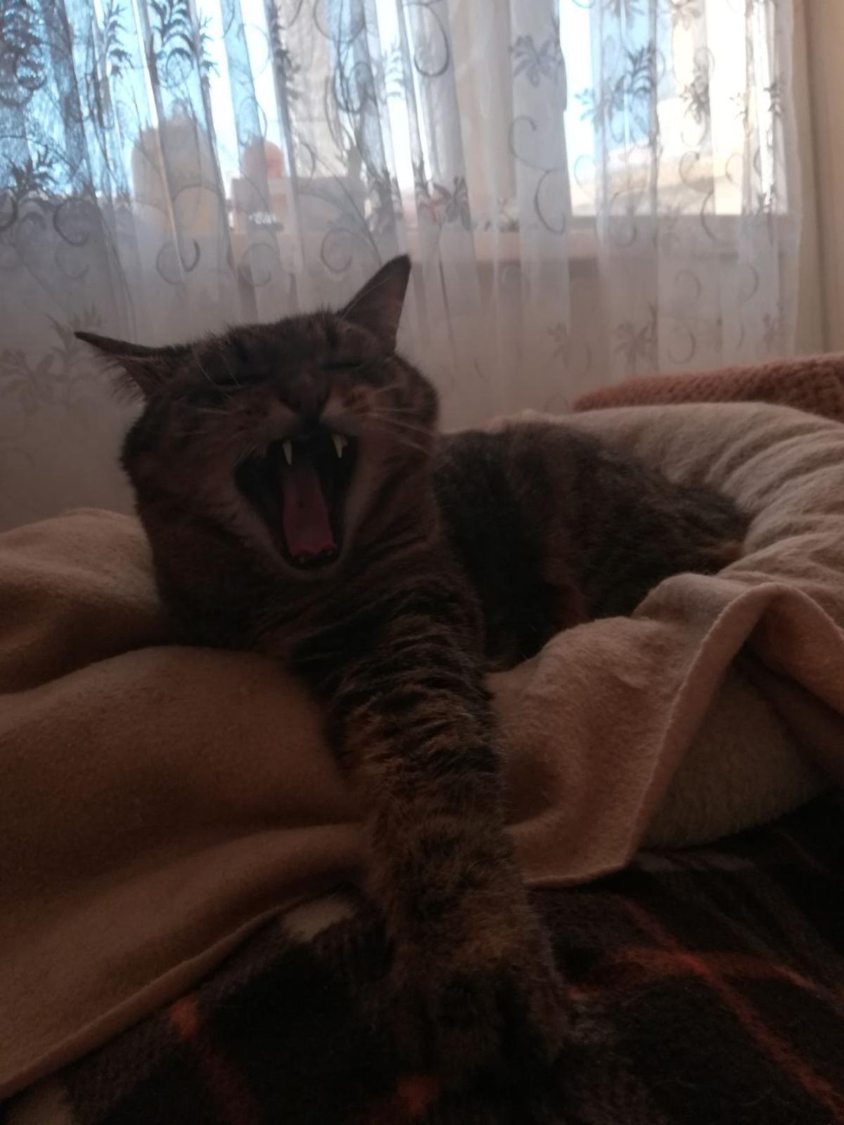 Фото День уважения кошки отмечают 28 марта: 30 кадров забавных усатых-полосатых 30 - Сиб.ФМ Фото День уважения кошки отмечают 28 марта: 30 кадров забавных усатых-полосатых 30