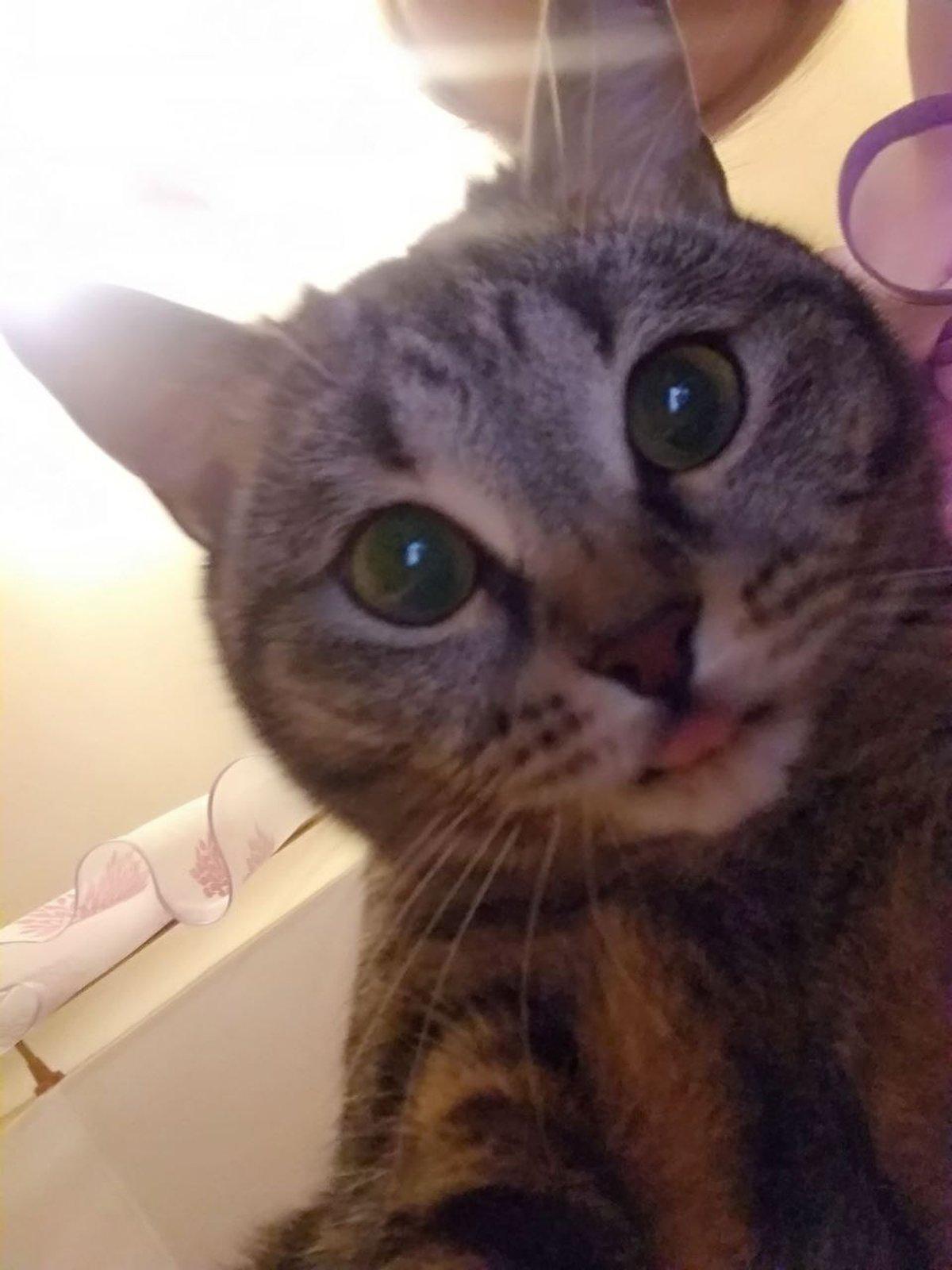 Фото День уважения кошки отмечают 28 марта: 30 кадров забавных усатых-полосатых 17 - Сиб.ФМ Фото День уважения кошки отмечают 28 марта: 30 кадров забавных усатых-полосатых 17