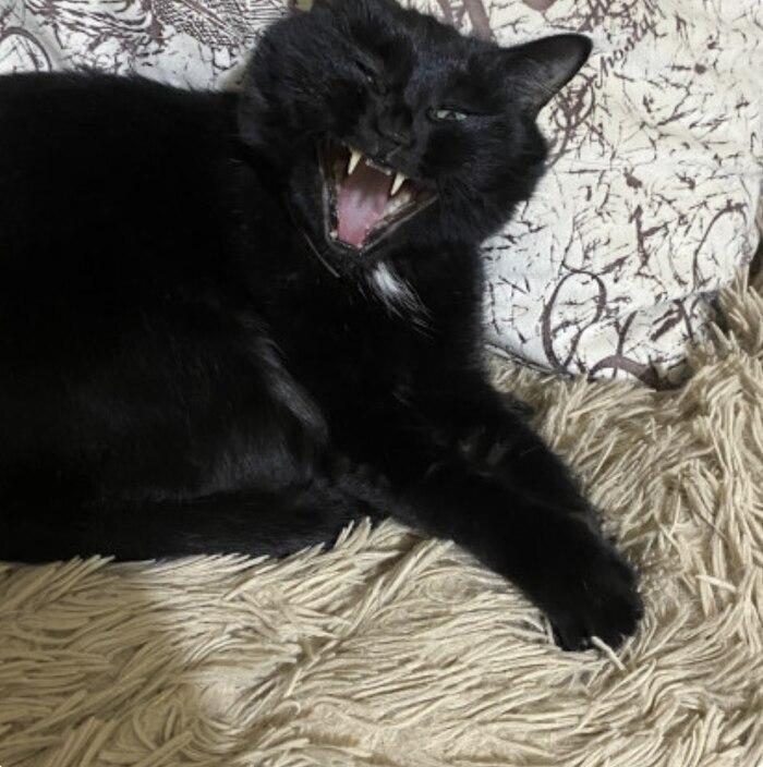 Фото В Новосибирске опубликовали смешные кадры мартовских котов 9