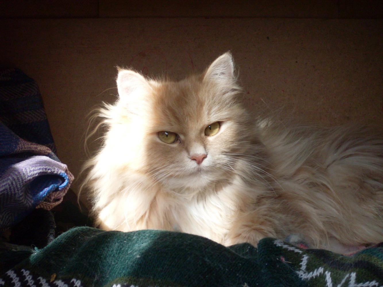 Фото В Новосибирске опубликовали смешные кадры мартовских котов 2