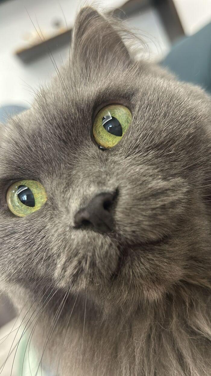 Фото В Новосибирске опубликовали смешные кадры мартовских котов 7