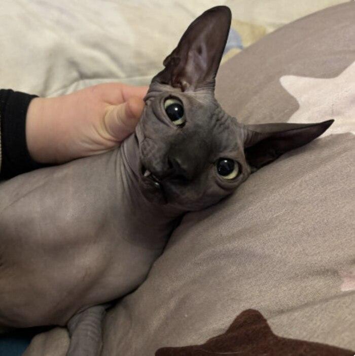 Фото В Новосибирске опубликовали смешные кадры мартовских котов 11