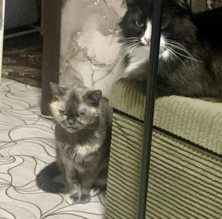 Фото В Новосибирске опубликовали смешные кадры мартовских котов 10