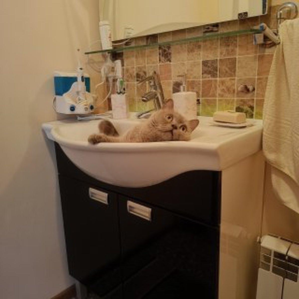 Фото День уважения кошки отмечают 28 марта: 30 кадров забавных усатых-полосатых 31 - Сиб.ФМ Фото День уважения кошки отмечают 28 марта: 30 кадров забавных усатых-полосатых 31