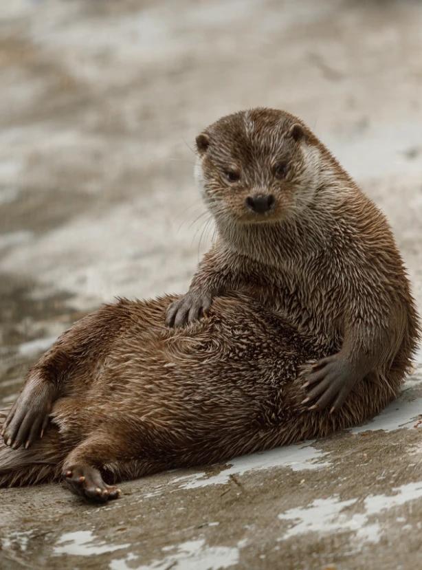 Фото В Новосибирском зоопарке показали детëнышей животных 7 - Сиб.ФМ Фото В Новосибирском зоопарке показали детëнышей животных 7