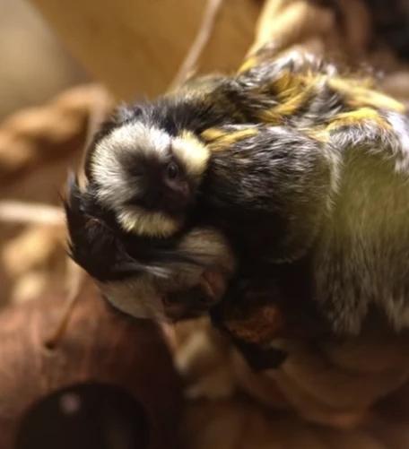 Фото В Новосибирском зоопарке показали детëнышей животных 5 - Сиб.ФМ Фото В Новосибирском зоопарке показали детëнышей животных 5