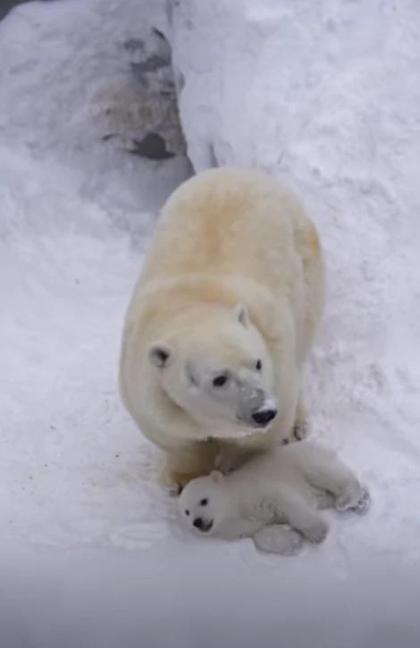 Фото В Новосибирском зоопарке показали детëнышей животных 3 - Сиб.ФМ Фото В Новосибирском зоопарке показали детëнышей животных 3