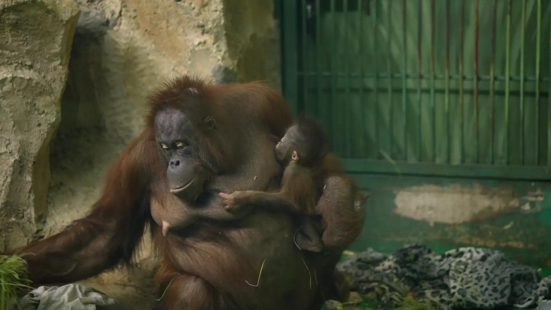Фото В Новосибирском зоопарке показали детëнышей животных 6 - Сиб.ФМ Фото В Новосибирском зоопарке показали детëнышей животных 6