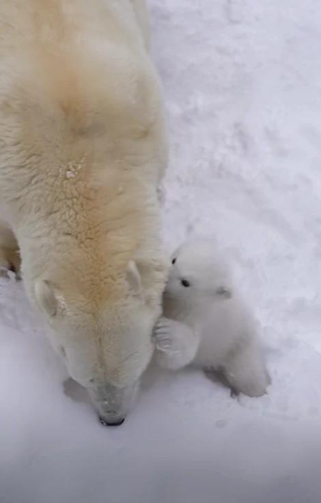 Фото В Новосибирском зоопарке показали детëнышей животных 4 - Сиб.ФМ Фото В Новосибирском зоопарке показали детëнышей животных 4
