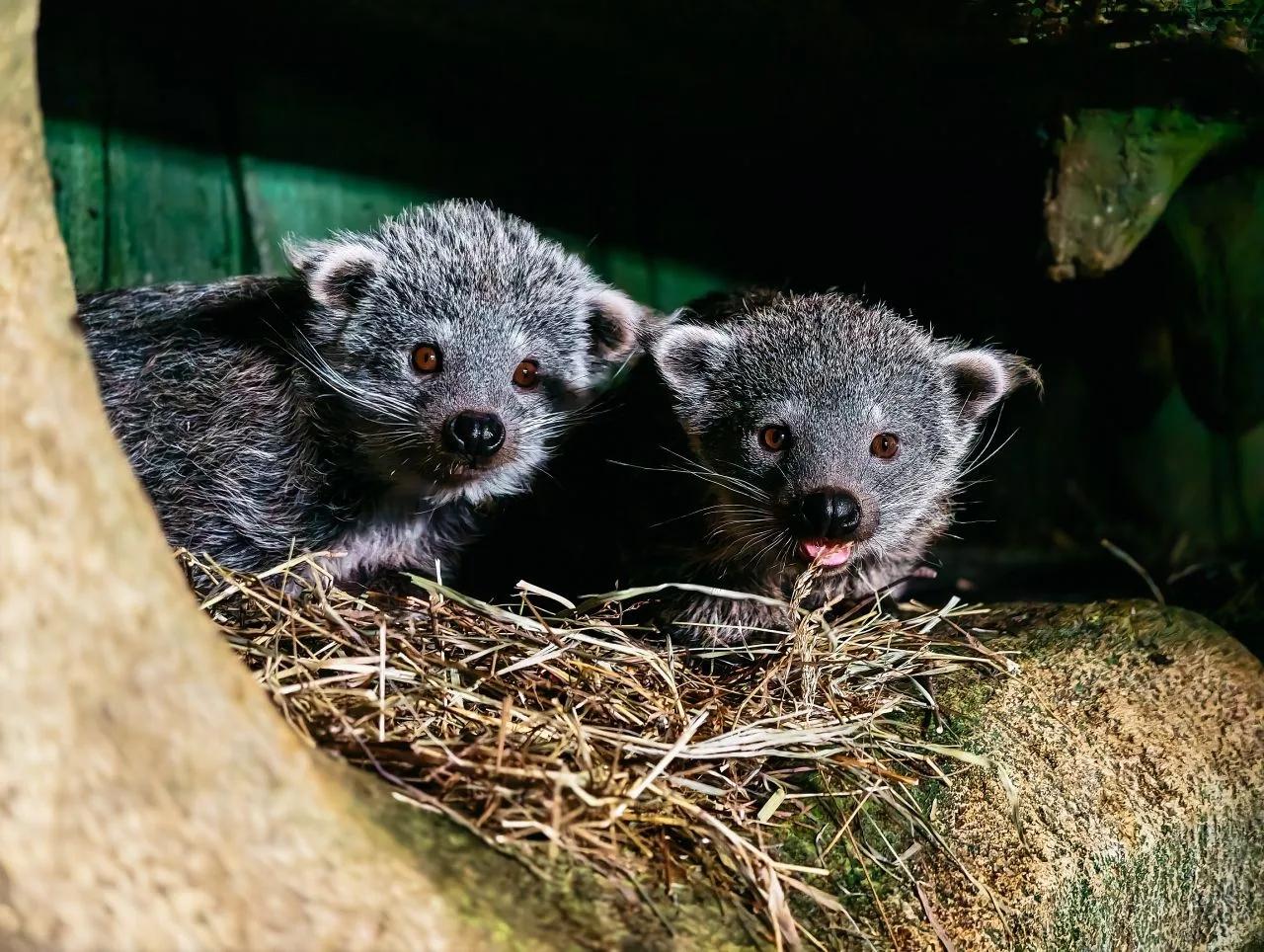 Фото В Новосибирском зоопарке показали детëнышей животных 2 - Сиб.ФМ Фото В Новосибирском зоопарке показали детëнышей животных 2