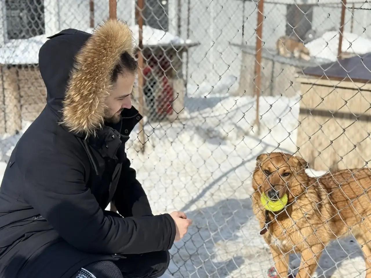 Фото В Новосибирске опубликованы кадры акции помощи бездомным собакам 3