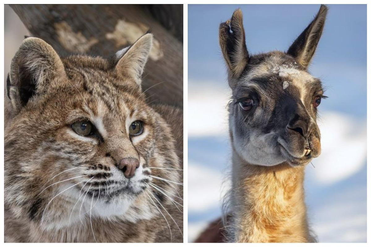 Фото Новосибирский зоопарк опубликовал весенние фото с дикими животными 7