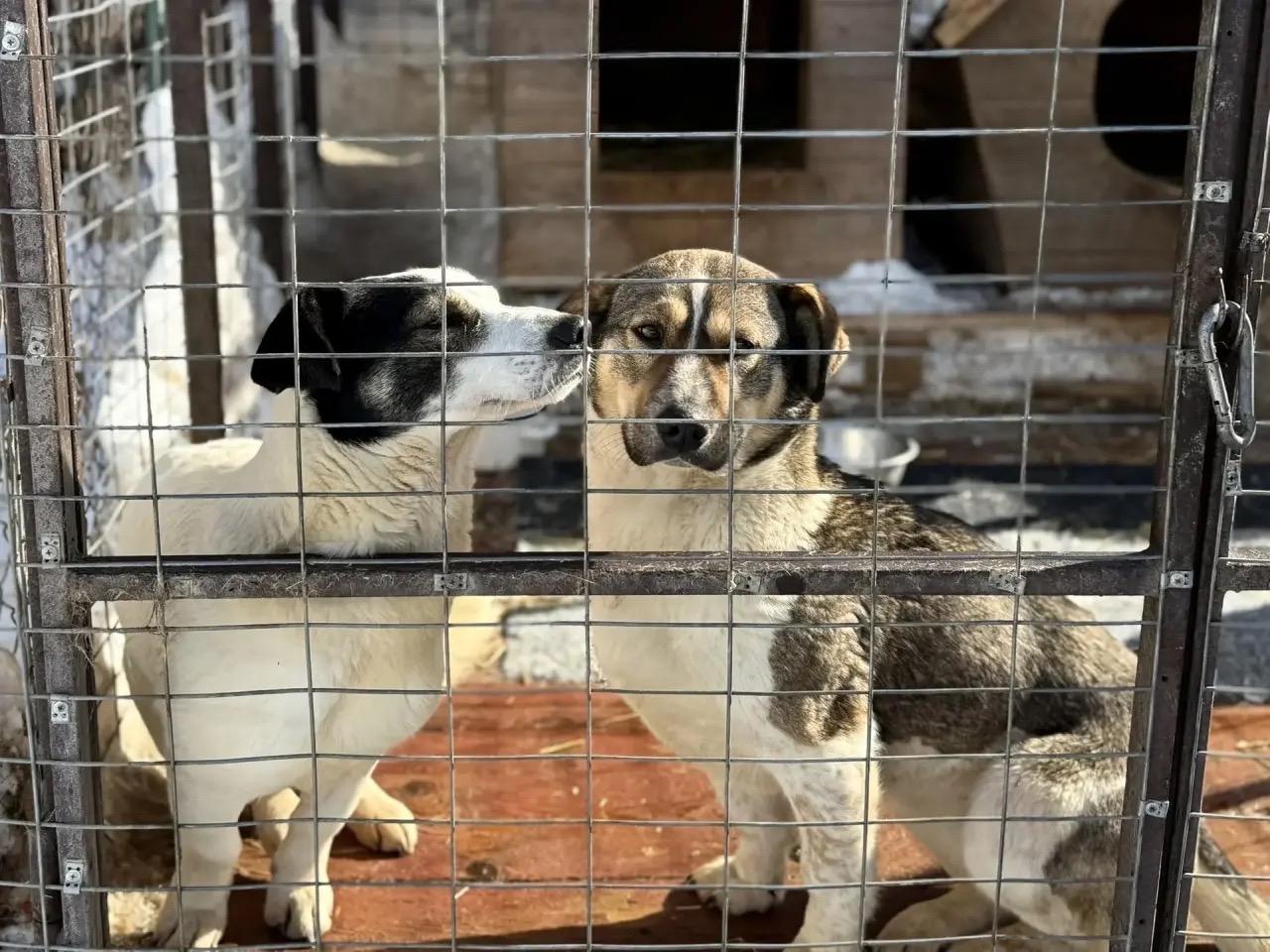 Фото В Новосибирске опубликованы кадры акции помощи бездомным собакам 4