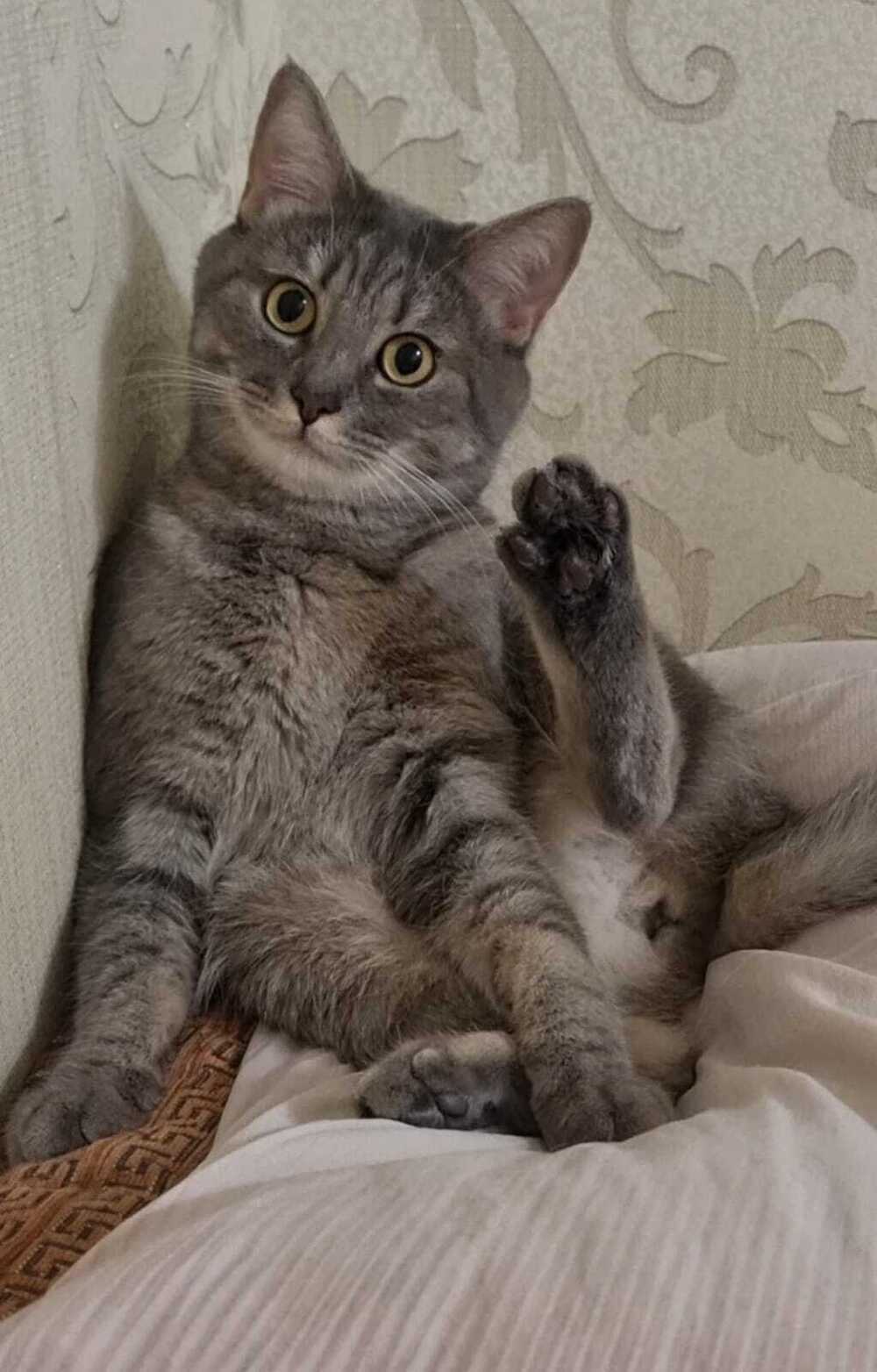 Фото В Новосибирске опубликовали смешные кадры мартовских котов 6