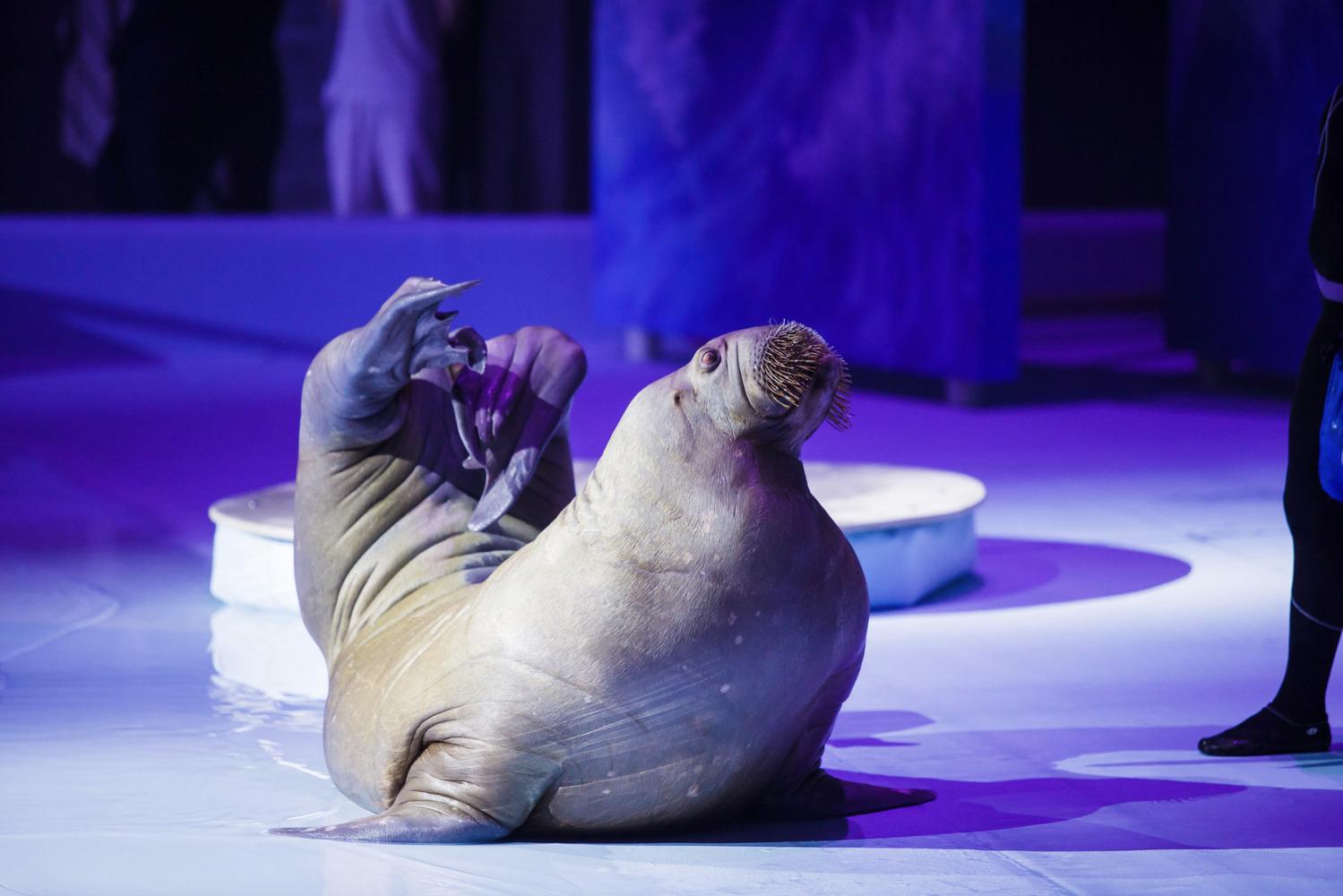 Фото «Грация и плеск»: в Новосибирске показали милых морских обитателей в честь Дня белька 5 - Сиб.ФМ Фото «Грация и плеск»: в Новосибирске показали милых морских обитателей в честь Дня белька 5