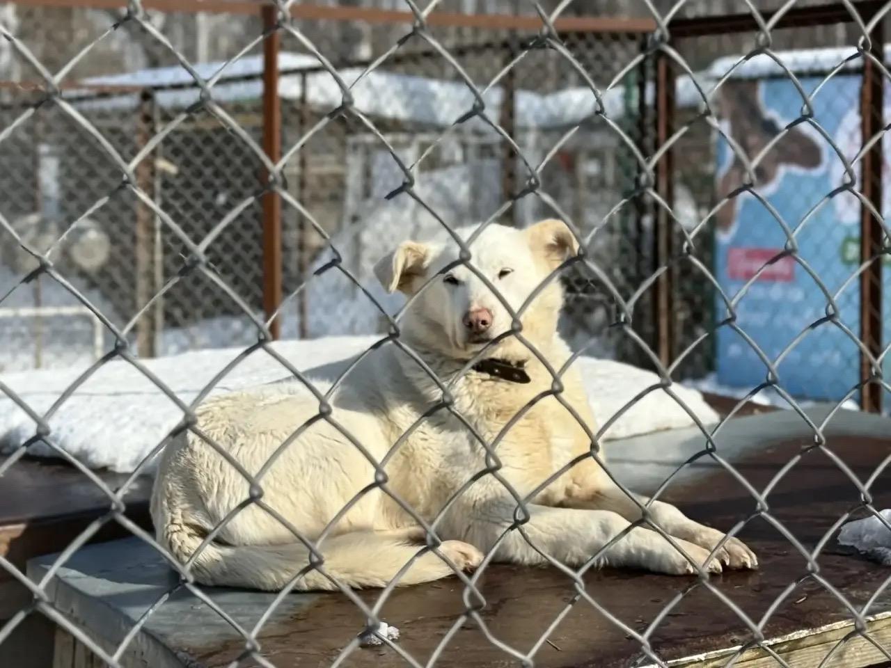 Фото В Новосибирске опубликованы кадры акции помощи бездомным собакам 2