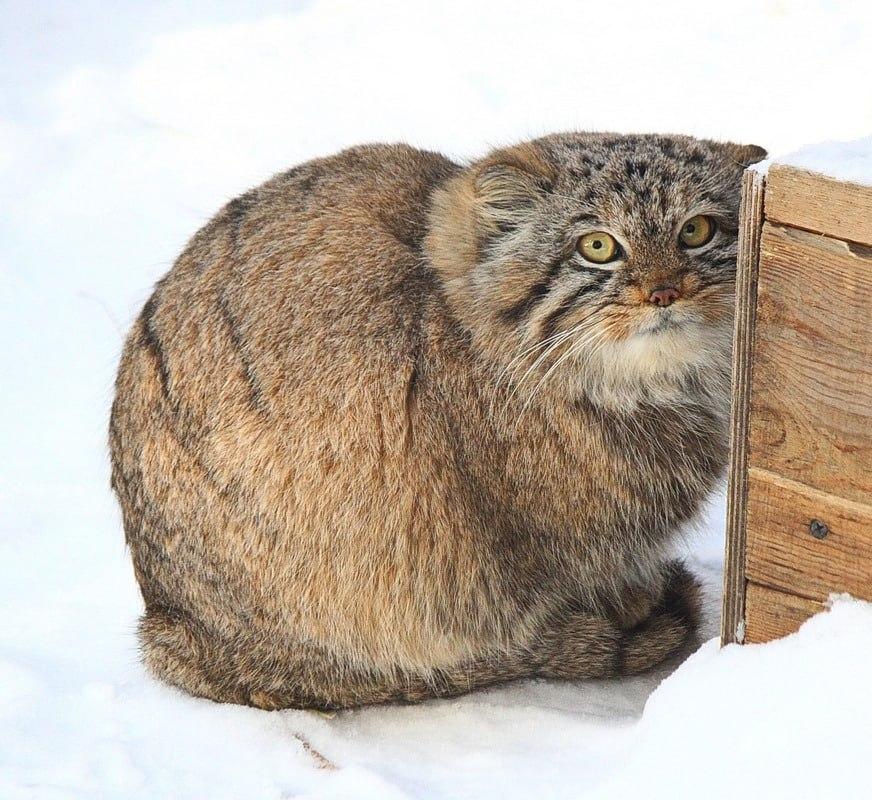 Фото В Новосибирске показали, как манулы встречают весну 2