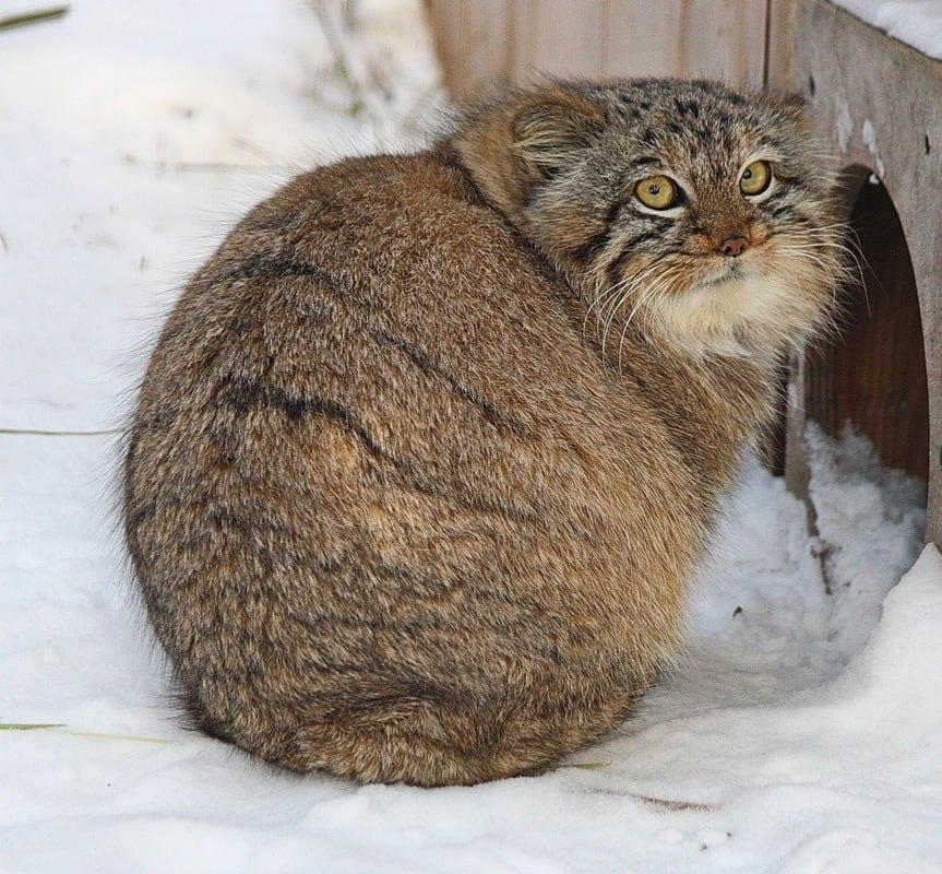 Фото В Новосибирске показали, как манулы встречают весну 3