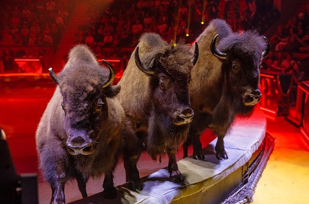 Фото В Новосибирске заключительный месяц гастролей легендарного циркового шоу Гии Эрадзе «5 континентов» 2