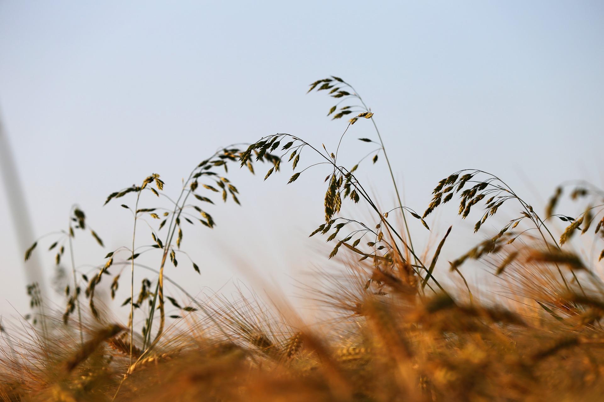 Чуть колышется. Травинка на ветру. Трава колышется. Колыхание травы на ветру. Ветер в поле.