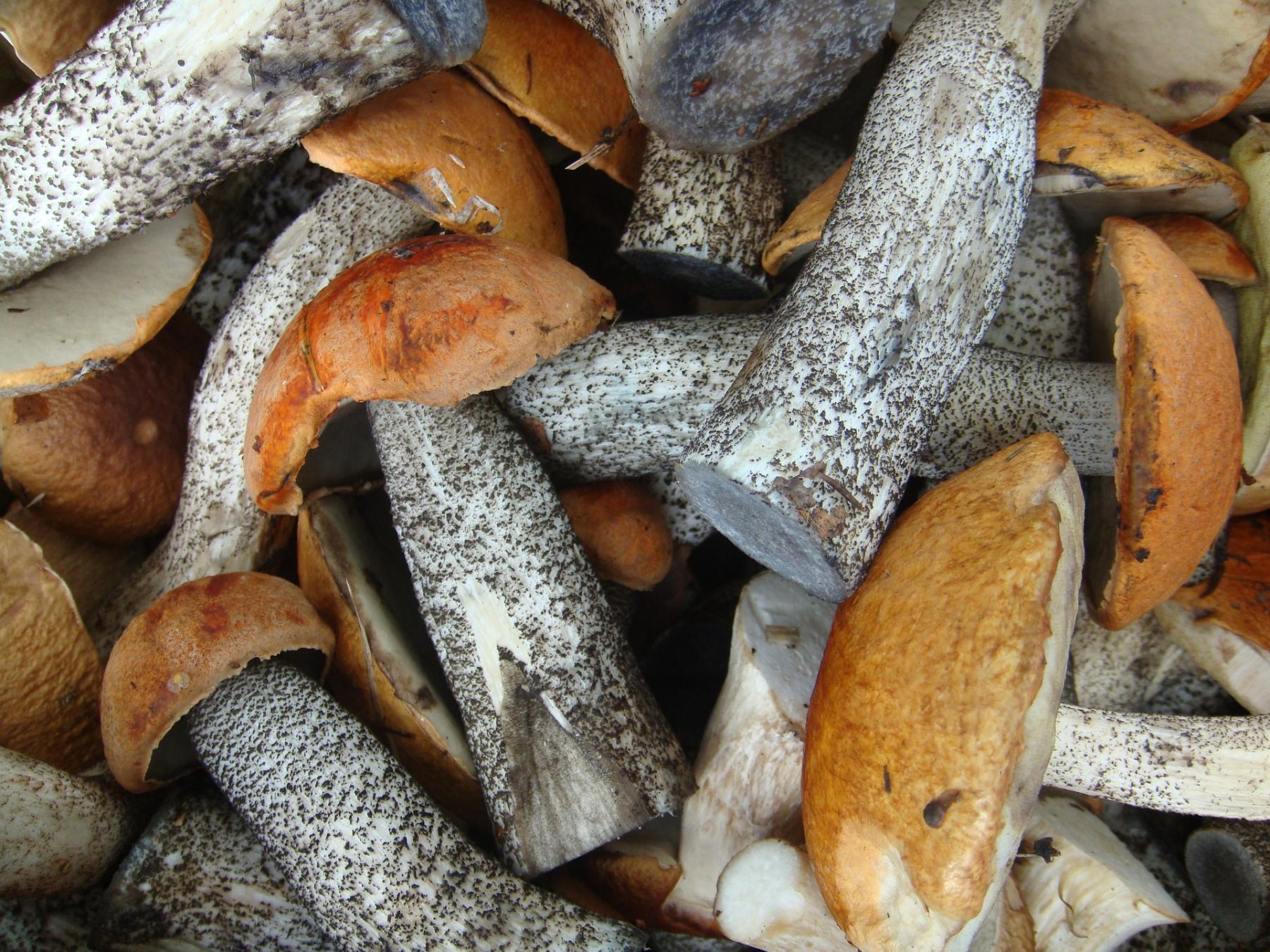 Белые грибы появились в сибирских лесах