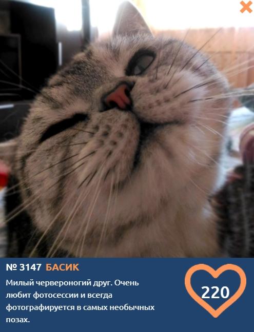 Фото Любитель фотографироваться в необычных позах собирает «лайки» улыбкой в конкурсе «Главный котик Омска-2021» 2