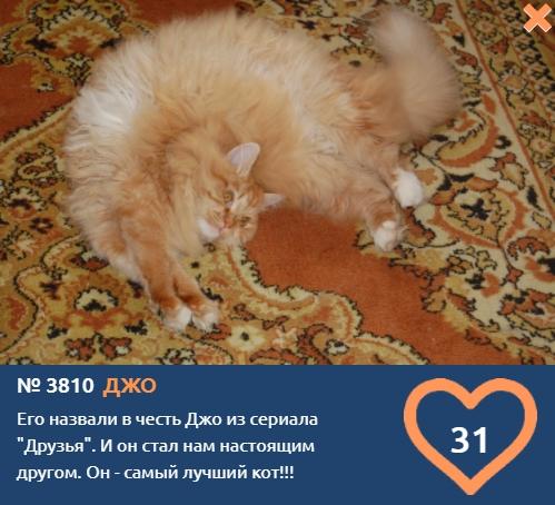 Фото Названный в честь героя сериала «‎Друзья» Джоуи обожает позировать и мечтает выиграть в конкурсе «Главный котик Омска-2021» 2