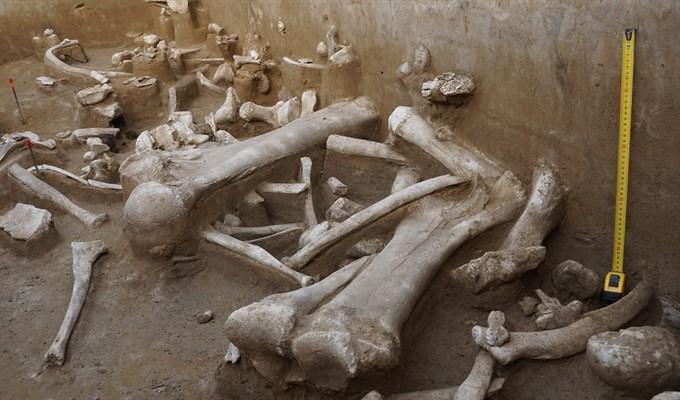 Фото Томские палеонтологи нашли культовый предмет на знаменитом «волчьем кладбище» 3