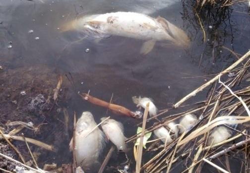 Фото В Кемеровской области массово гибнет рыба 2