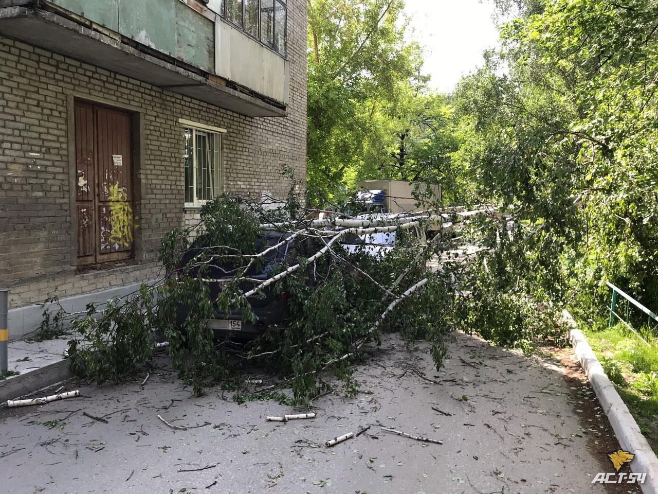 Фото В Новосибирске дерево упало на легковой автомобиль 3
