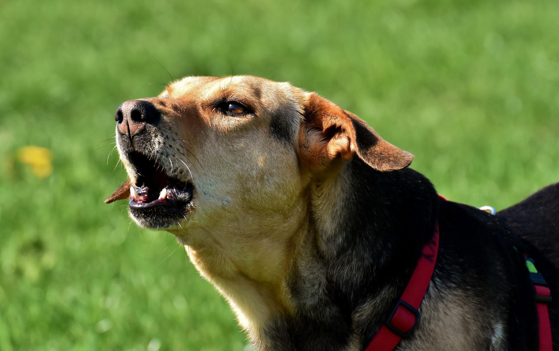 Родительская агрессия у собаки. Better Dogs - картинки.