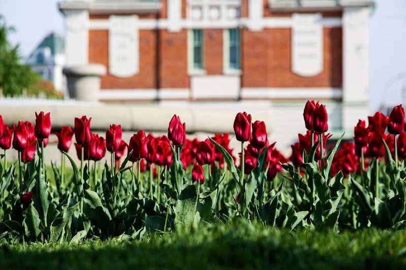 Фото Новосибирск покраснел от тюльпанов и побледнел от яблоневого цвета – 10 ярких фото 3