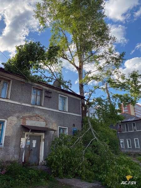 Фото Огромный тополь упал на жительницу Новосибирска 2