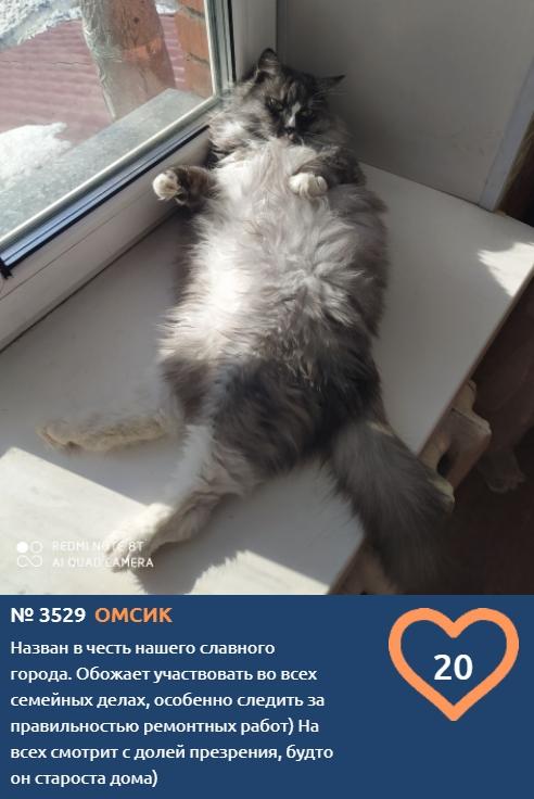 Фото Названный в честь любимого города пушистый красавец вступил в борьбу за звание «Главного котика Омска-2021» 2