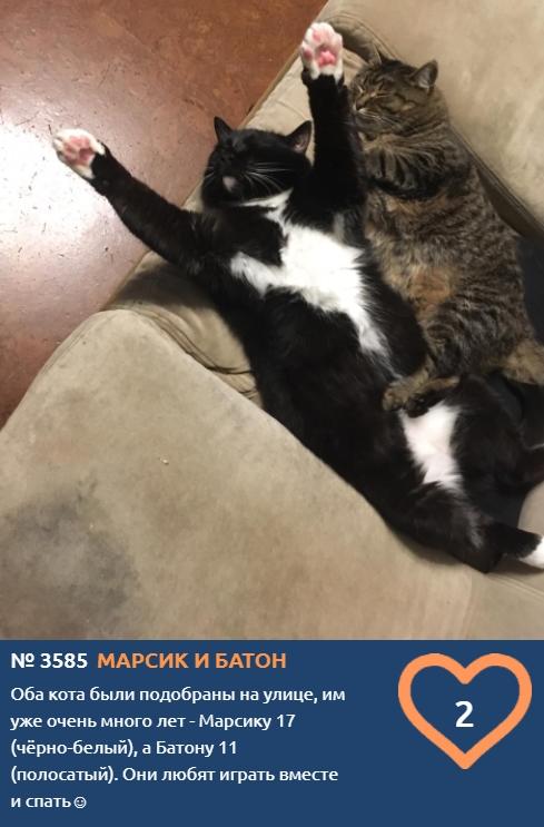 Фото Пенсионеры Марсик и Батон проводят майские выходные на диване, подсчитывая голоса в конкурсе «Главный котик Новосибирска-2021» 2
