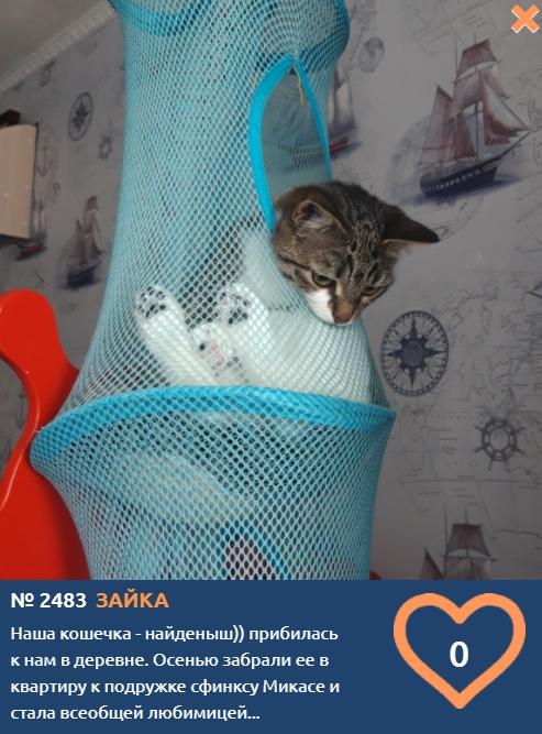 Фото Зайка подружилась со сфинксом Микасе и переехала жить в квартиру, чтобы стать «Главной кошечкой Томска-2021» 2