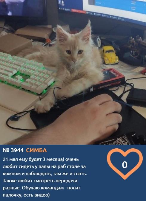 Фото Трёхмесячный «‎хакер» Симба стал участником конкурса «Главный котик Томска-2021» 2