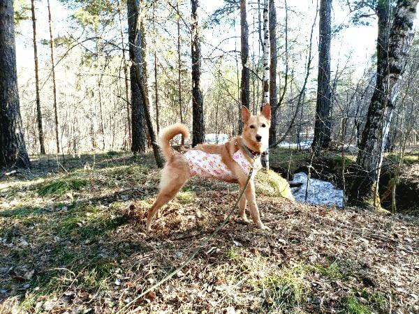 Фото «33 несчастья»: невероятная история о том, как приютскую собаку с онкологией удочерили в Новосибирске 2