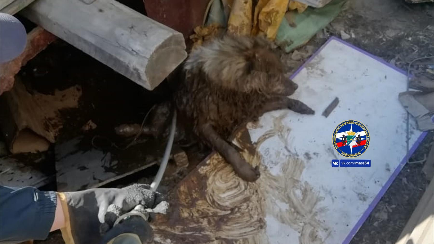 Фото Бездомную собаку спасли из выгребной ямы в Новосибирске 3