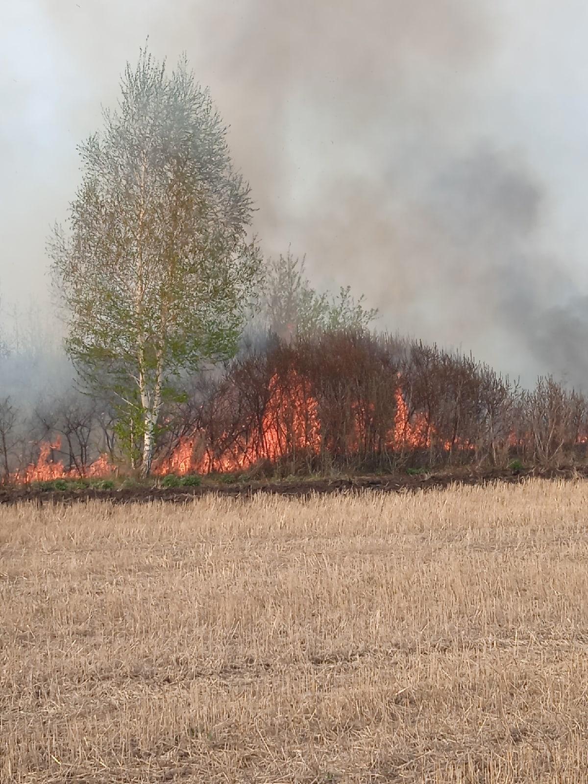 Фото К окраинам Омска приближается ландшафтный пожар 2