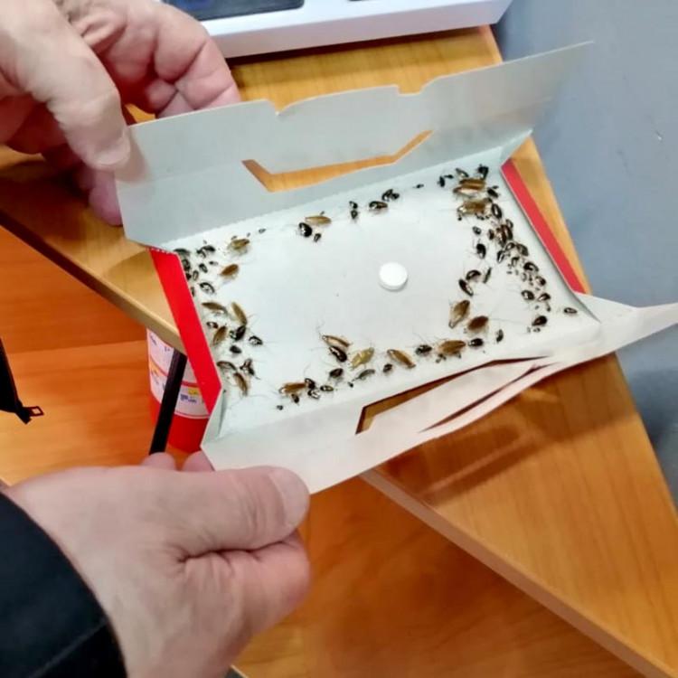 Фото Нашествие тараканов: как потравить насекомых, если «Раптор» и «Комбат» не помогают 2