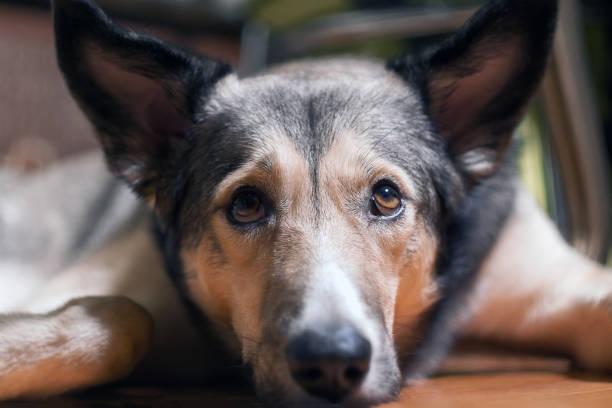Фото Собаку укусил клещ: ветеринары рассказали, как быстро помочь питомцу и как защитить его от кровососов 6
