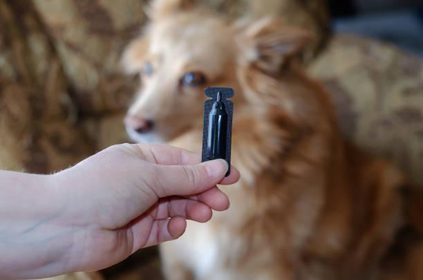 Фото Собаку укусил клещ: ветеринары рассказали, как быстро помочь питомцу и как защитить его от кровососов 7