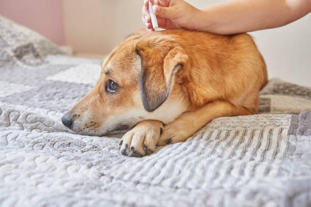 Фото Собаку укусил клещ: ветеринары рассказали, как быстро помочь питомцу и как защитить его от кровососов 4