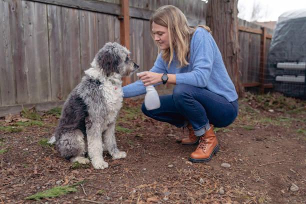 Фото Собаку укусил клещ: ветеринары рассказали, как быстро помочь питомцу и как защитить его от кровососов 5