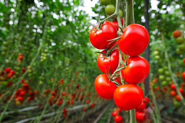 Фото Ошибка всех дачников: агроном объяснила, почему погибают высаженные в мае помидоры 4