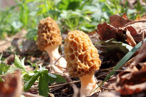 Фото Первые грибы 2022: какие дикоросы можно собирать в лесу уже в мае 4