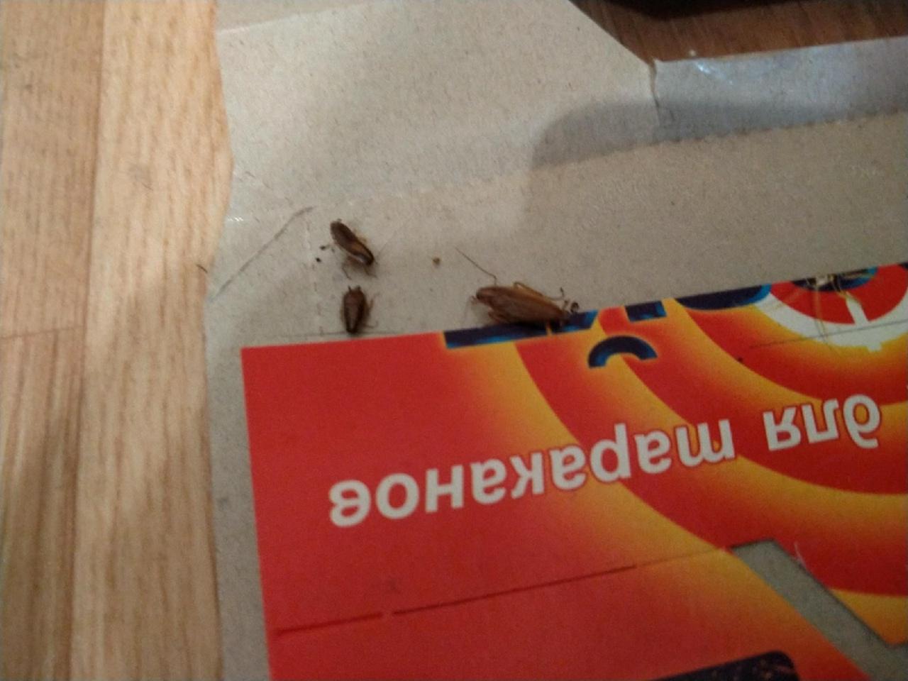 Фото В Новосибирске пенсионер развёл полчища тараканов в доме на Кирова 4