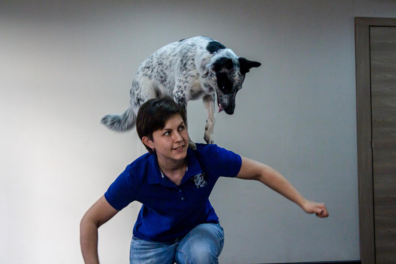 Фото В Новосибирске показали уроки танцев для собак 11