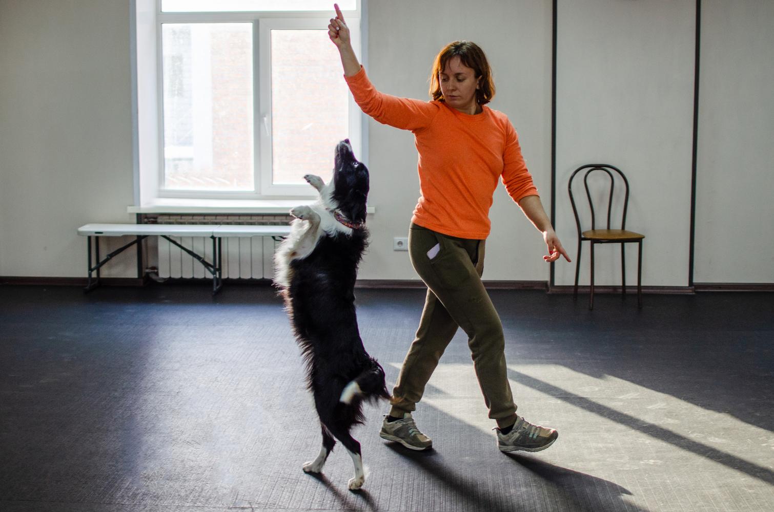 Фото В Новосибирске показали уроки танцев для собак 5